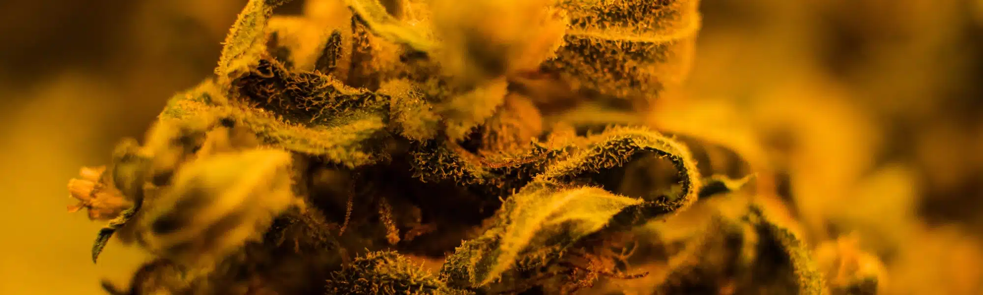 Cannabis buds with visible trichomes illustrating THC percentage and terpene profile differences